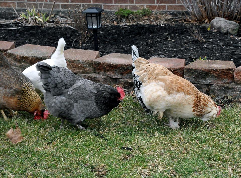 Orrville City Council is still considering options of allowing residents to have poultry and rabbits within the city limits. A proposed ordinance will be given a third reading at the January meeting.