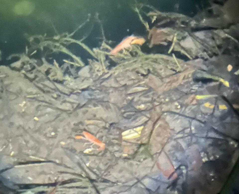 Florida International University biology professor, Philip Stoddard, took photos this morning of two Miami cave crayfish swimming in his backyard grotto.