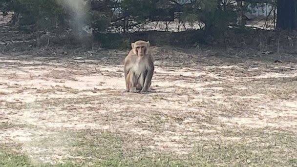 PHOTO: An investigation is underway after a monkey attacked a woman in Carter County, Oklahoma. Dickson police said they received a call about a monkey on someone's porch. When they arrived, the monkey ripped the caller's ear. (Dickson Police Dept.)
