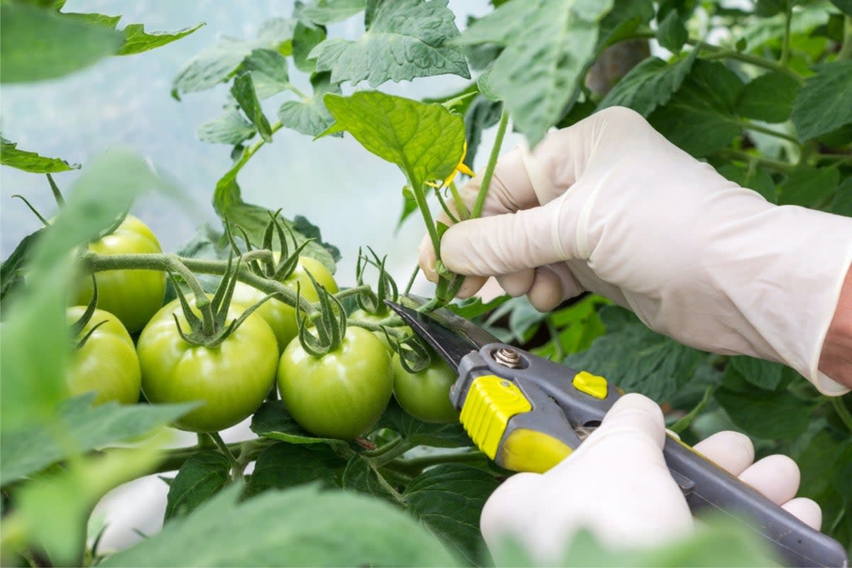 tomato pruning mistakes
