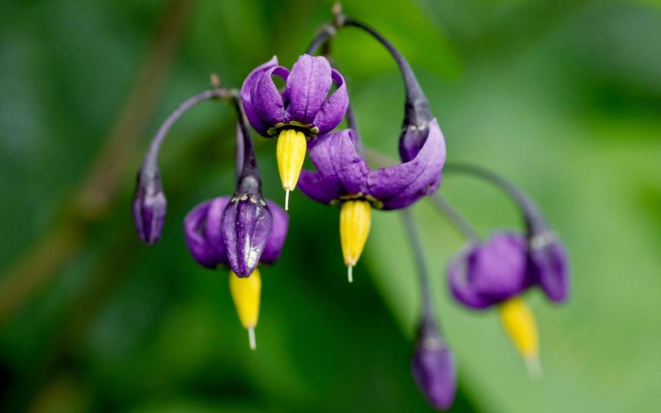 Woody nightshade (Solanum dulcamara) - Brian Hird 