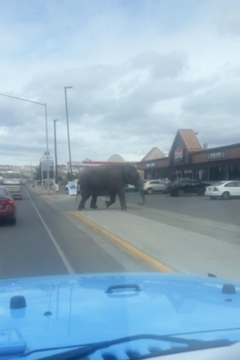 This image provided by Olivia LaBeau shows an escaped elephant crossing the road in Butte, Mont., on Tuesday, April 17, 2024. The sound of a vehicle backfiring spooked a circus elephant while she was getting a pre-show bath leading the pachyderm to break through a fence and take a brief walk, stopping noontime traffic on the city's busiest street before before being loaded back into a trailer.(Olivia LaBeau via AP)