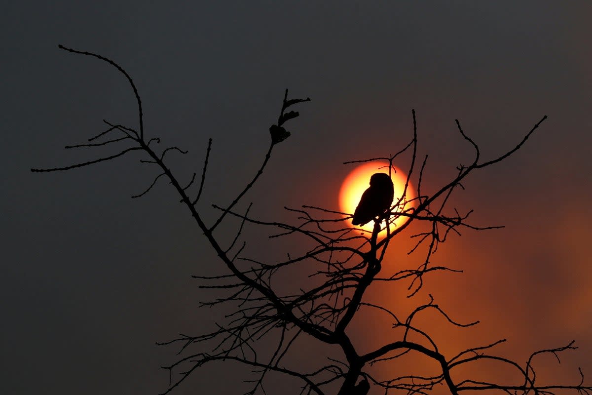 A bird sits in front of the sun, obscurbed by smoke from wildfires in Brasilia National Park, Brazil, on Sunday. Smoke has choked cities while record wildfires and drought have ravaged the region. But, conditions are  expected to worsen before they get better (REUTERS/Ueslei Marcelino)