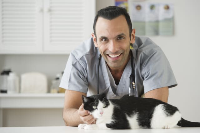 USA, New Jersey, Jersey City, vet stroking cat in pet clinic