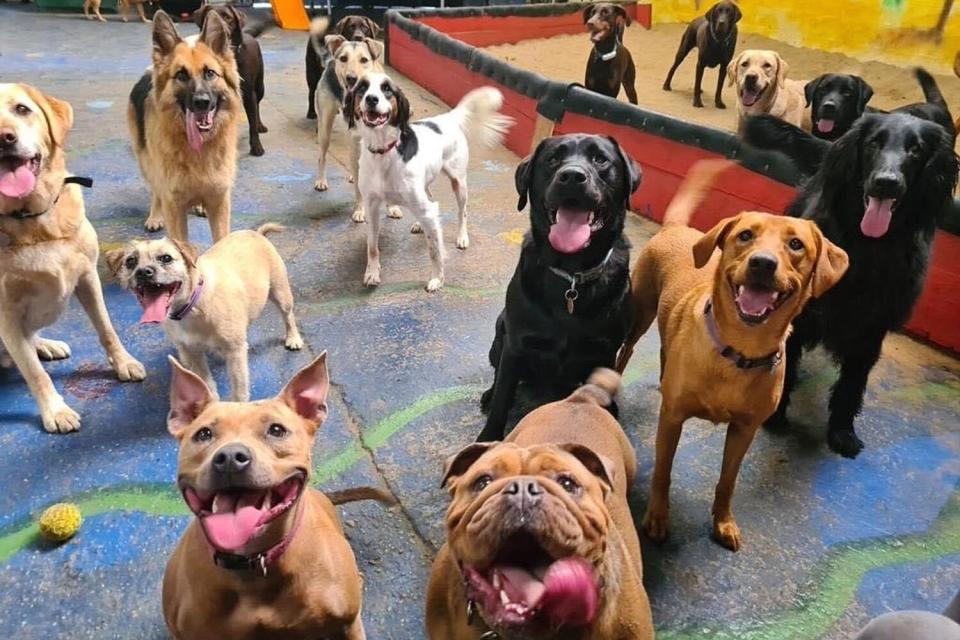 Doggy Daycare Recreates Nativity Scene with Canines