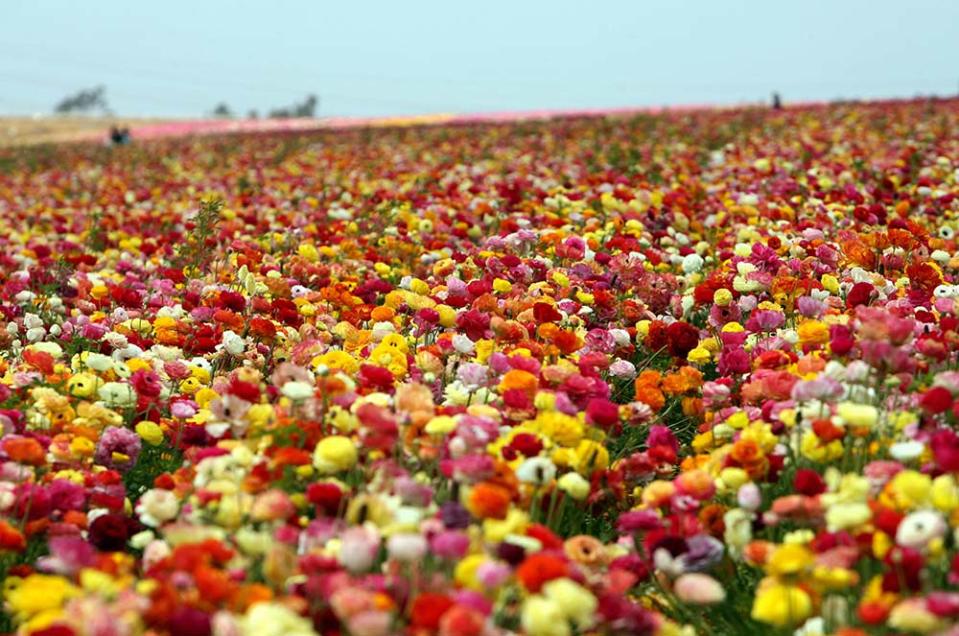 卡爾斯巴德花田（GABRIEL BOUYS/AFP, Image Source : Getty Editorial）