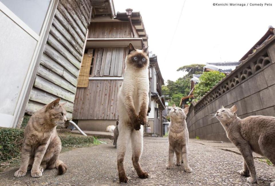 Kenichi Morinaga with 「Football free kick(自由球)」 / 圖片翻攝自 Comedy Pet Photo Awards 官網 