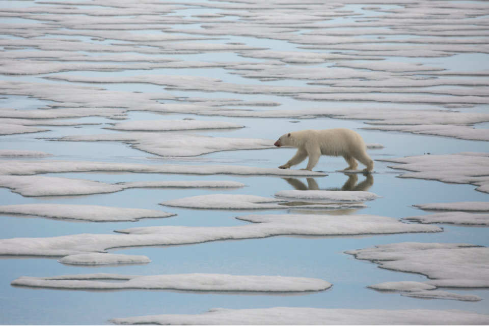A young female polar bear on the island of Svalbard wanders the meltwater channels on the sea ice.