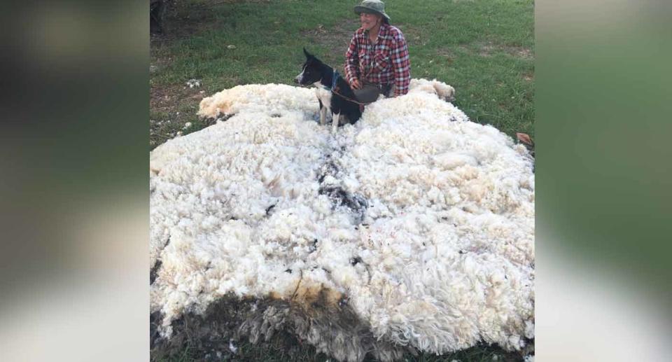 Mr Bowden said there was 30 kilograms of wool. Source: One Day Closer to Rain (Drought)/ Facebook