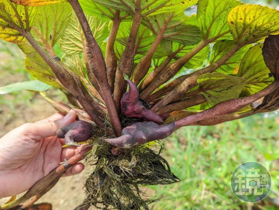 翻開葉片，下頭飽滿的菱角就能採收下來。