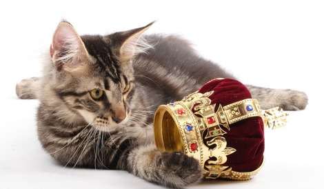 9 Most Expensive Cat Breeds