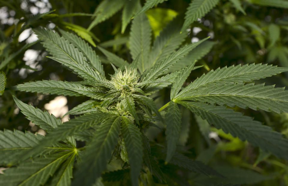 FILE - This Sept. 11, 2018, file photo, shows a marijuana plant at in the coastal mountain range of San Luis Obispo, Calif. The New Hampshire House has given preliminary approval to a bill legalizing recreational marijuana, Wednesday, Feb. 27, 2019, putting the state on the path to joining several of its neighbors who allow the possession of small amounts of pot. Lawmakers voted 209-147 in favor of the bill that would legalize up to 1 ounce (28 grams) of recreational marijuana and 5 grams of concentrated cannabis. (AP Photo/Richard Vogel, File)