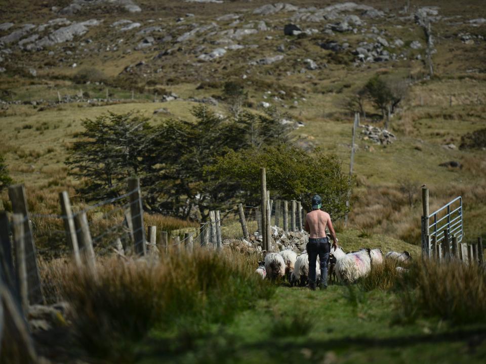 An Irish man leads his sheep and lambs to the field in Ireland.