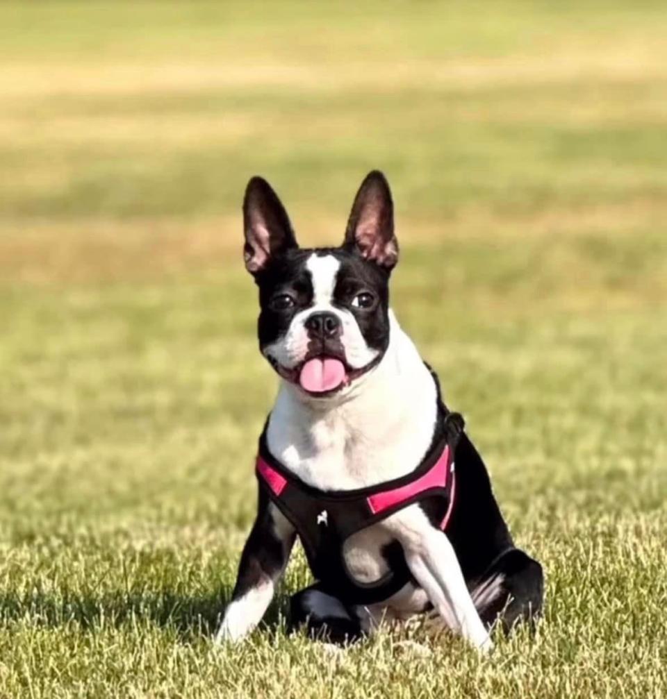 Meep, a 1-year-old female Boston terrier from Morristown who has been missing since New Year's Day