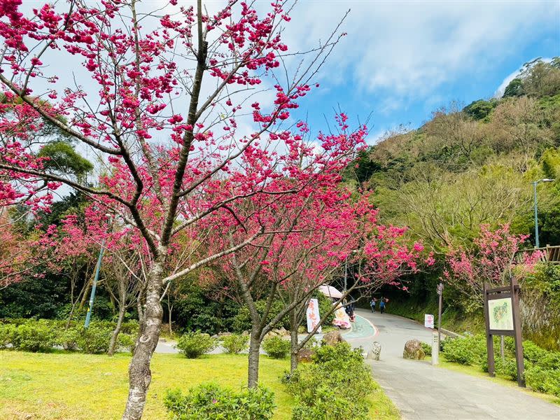 2023陽明山花季展期自2月11日至3月19日。（圖／翻攝自陽明山花季粉專）