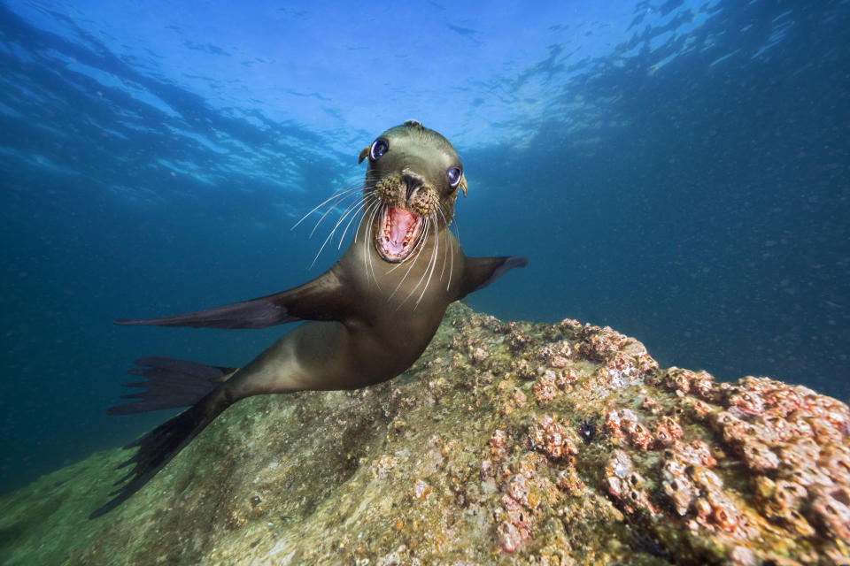 Ses plages environnantes entre déserts, cactus et eaux transparentes vous attendent. Embarquez vite pour vivre une autre aventure originale en Basse-Californie. 