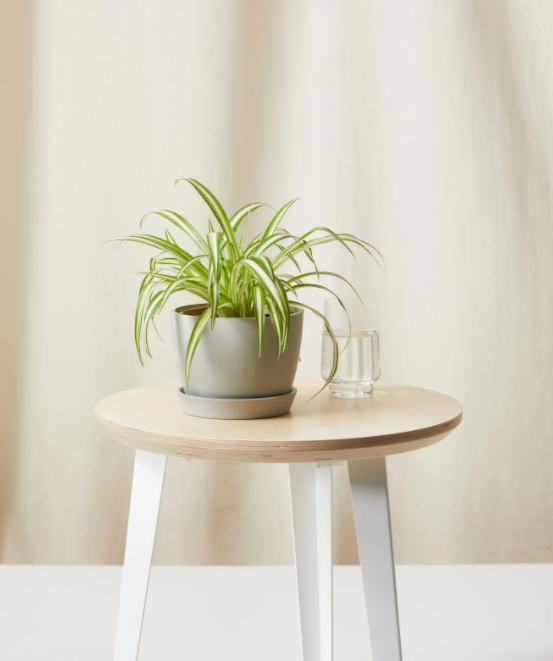 10) Spider Plant