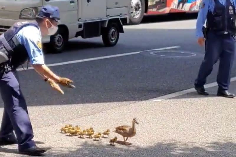 ▲鴨媽媽帶著孩子誤闖馬路，4名員警熱心護送：「要小心車車喔！」（圖／Twitter：jwkachina）