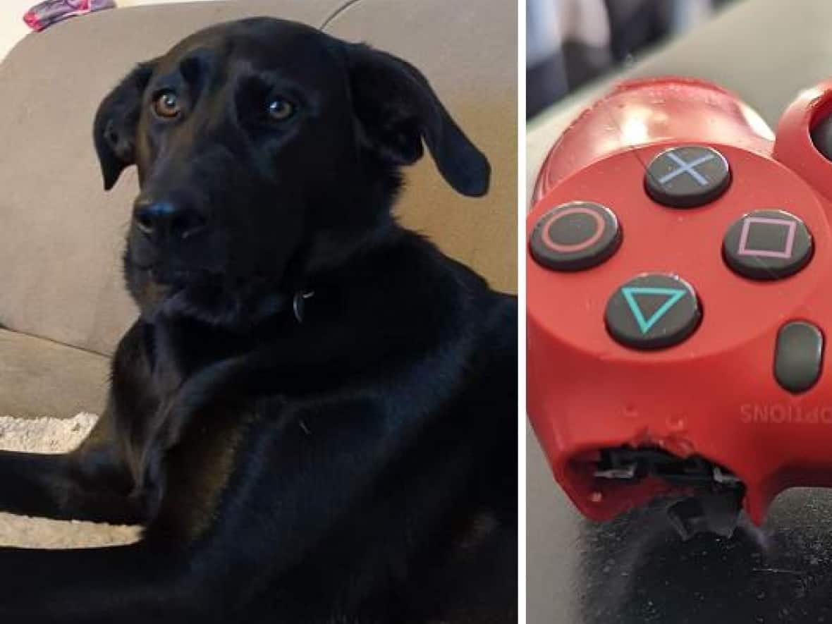 David Murphy says this is the look his dog, Zoey, gave him after he found her chewing his PlayStation controller. (Submitted by David Murphy - image credit)