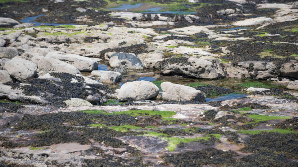 A mother mallard has three ducklings with her, perfectly camouflaged against the rocks just left of the two big rocks, centre frame.