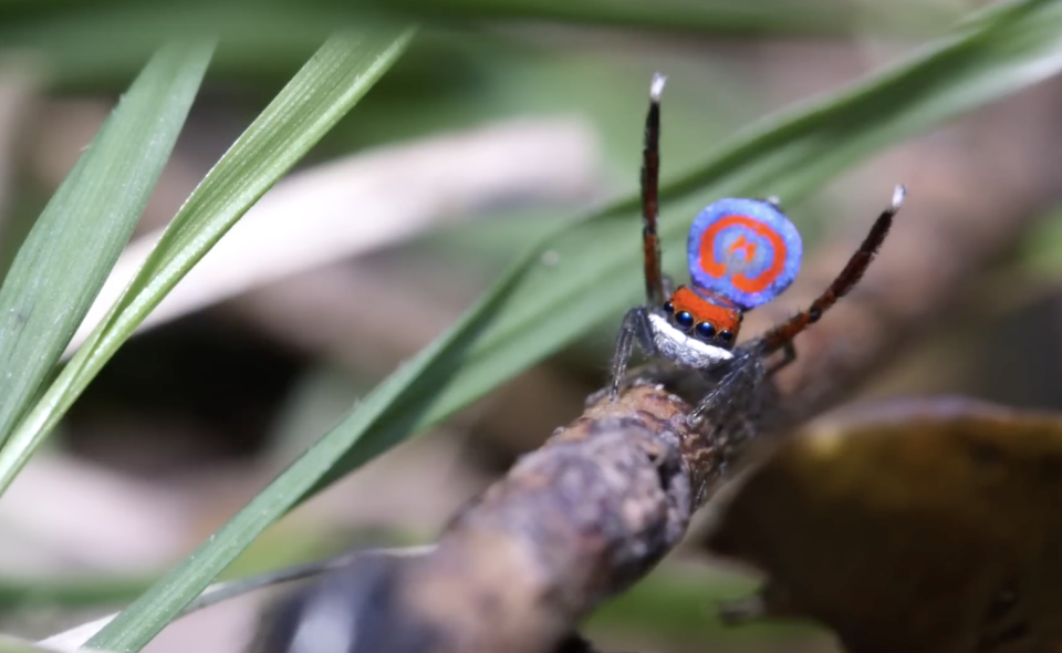 The splendid jumping spider performing its mating dance with its colourful disc widened and legs in the air. 