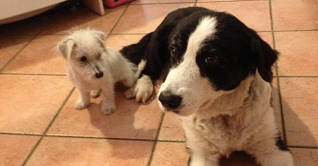 Blaze helped the Tunney family foster 62 dogs after the 2011 floods. Ms Tunney said he was like a father figure to the smaller animals.