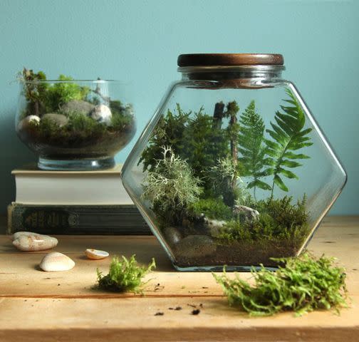 <p><a href="https://www.apieceofrainbow.com/beautiful-diy-terrarium/" data-component="link" data-source="inlineLink" data-type="externalLink" data-ordinal="1">A Piece of Rainbow</a></p>