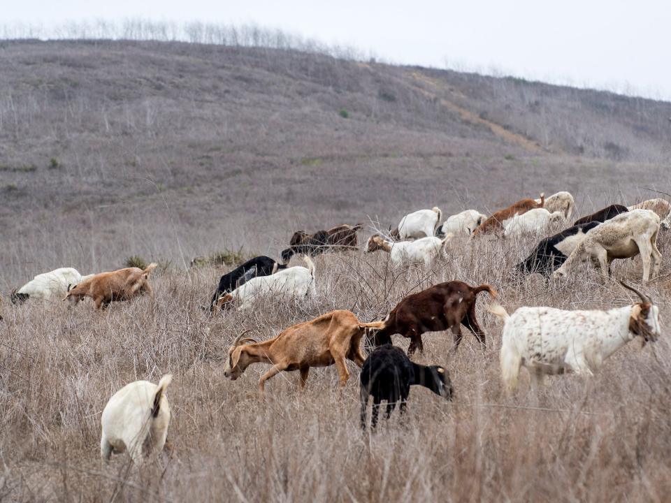 Goats graze on a hillside in Irvine in 2018.