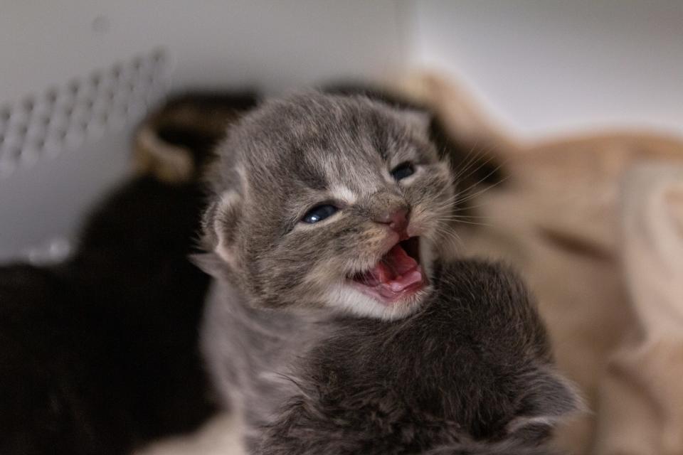 Orphaned kittens require 24/7 care and a lot of extra hands.