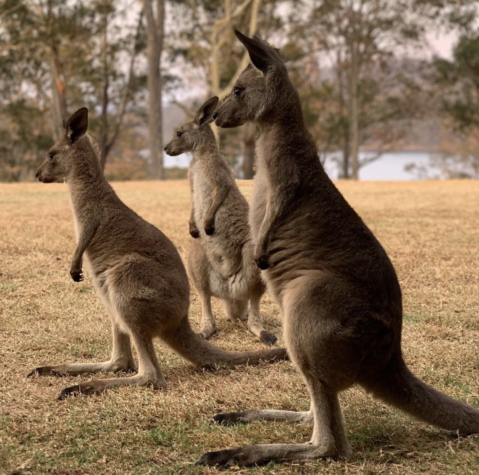 Kangaroos by the riverbank at Wild2Free the day before the fires hit. Source: Wild2Free