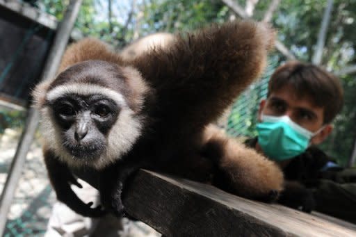 A rescued gibbon monkey at the rehabilitation center run by French environmentalist Aurelien Brule (R), who goes by the nickname Chanee, in Kalimantan on Indonesia's Borneo island. Chanee lives in Kalimantan, where he works towards protecting endangered gibbons whose ranks have been decimated by rampant deforestation