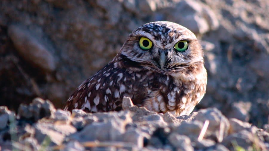A California burrowing owl. (Scott & Heather Artis/Center for Biological Diversity via Bay City News)