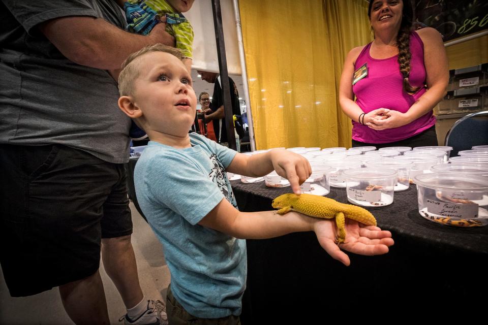 A young boy holds a Sunglo leopard gecko during the Repticon show at the RP Funding Center in Lakeland in 2018.