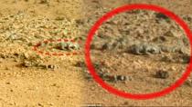  UFO Sightings Daily is a website that features UFO sightings daily. Now they have found a lizard on Mars! 