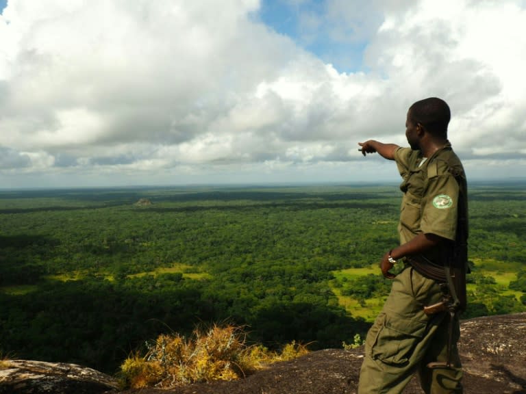 Satellite imaging and forest inventories mean it is possible to monitor the rate at which the forest is shrinking