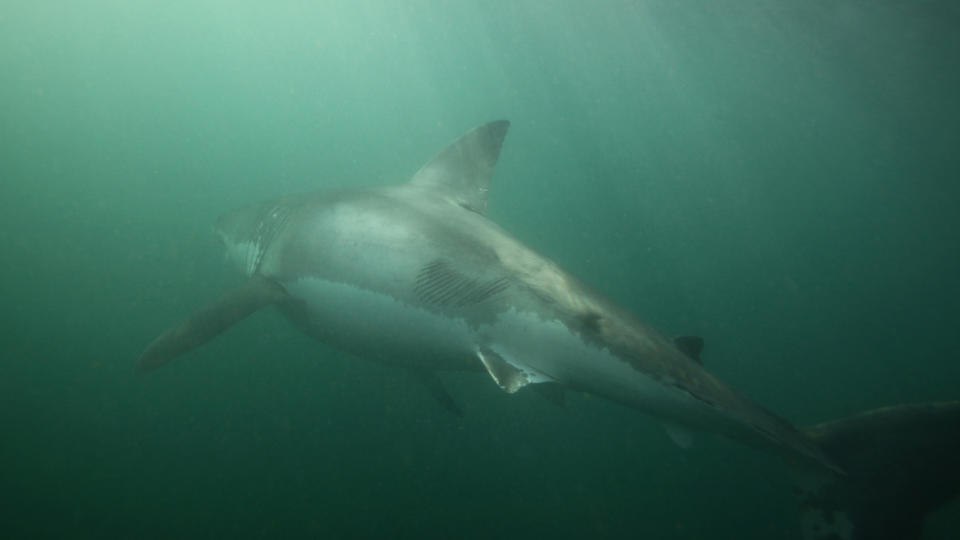  great white shark with back scars 