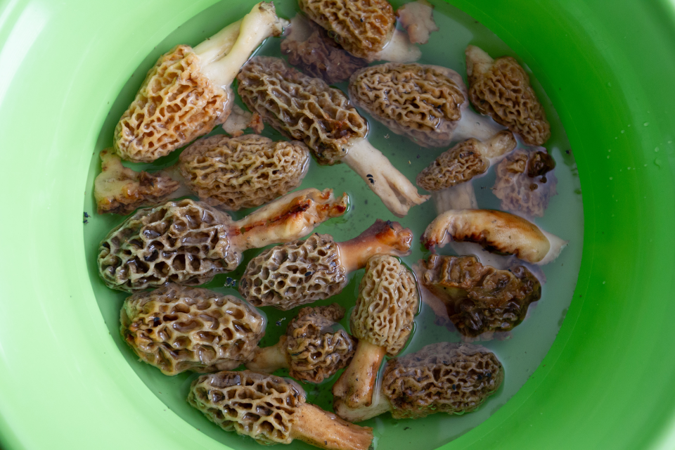 A collection of morel mushrooms soak in water. Before cooking, morel mushrooms should be soaked in a light salt water for about 10-20 minutes, Missouri Department of Conservation Southwest Region Media Specialist Francis Skalicky said.