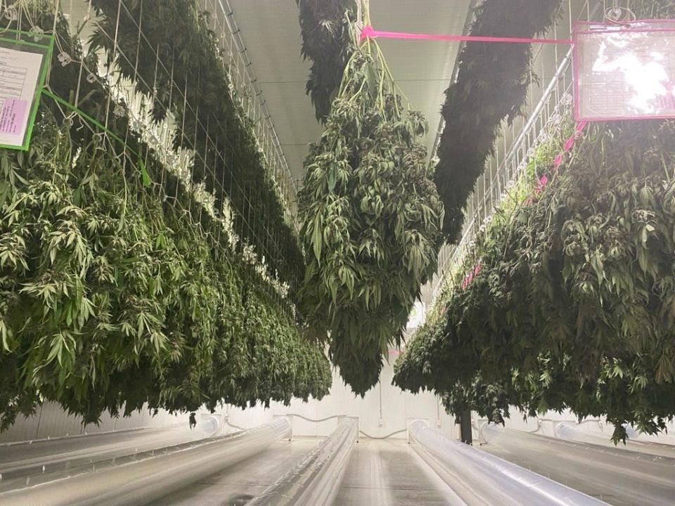 Harvested cannabis hangs in the climate-controlled drying room at Copperstate Farms in Snowflake, Arizona.