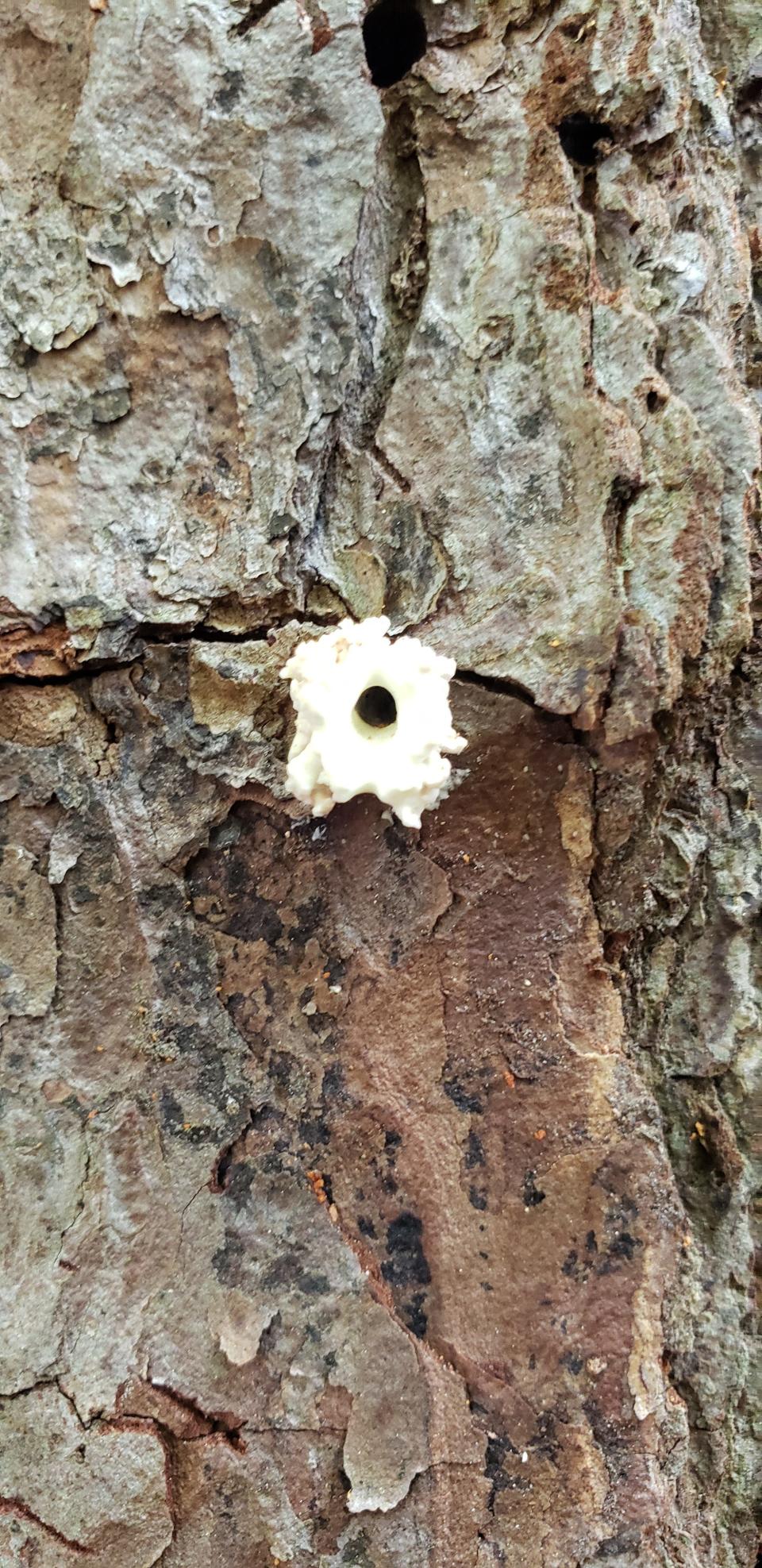 A resin or pitch on a pine tree that secreted out due to pine beetles' attack.