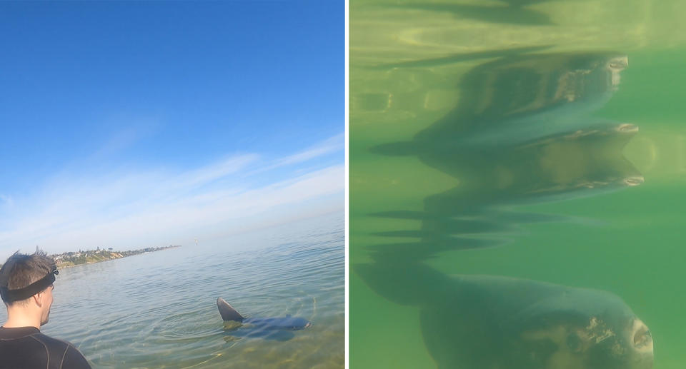 Left, rescuers near Frankston Pier standing near the sunfish. Right, the sunfish seen underwater.