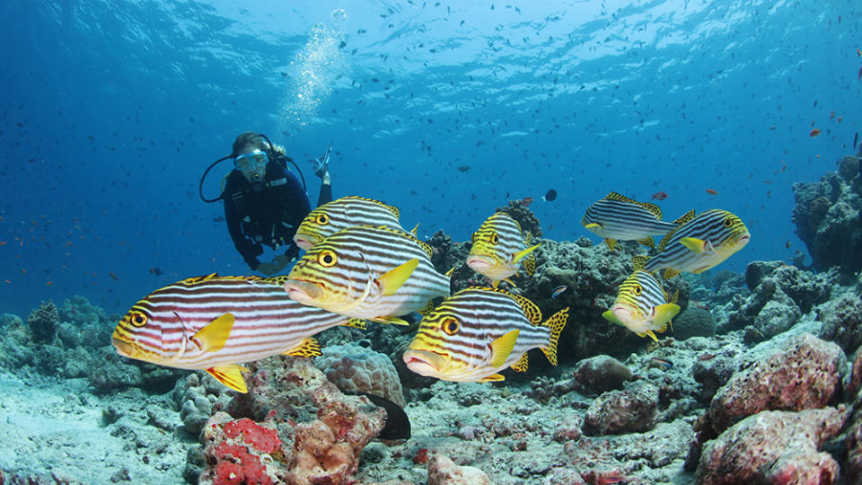 You’ll get to explore the marine world on a snorkeling safari. - Credit: Conrad Maldives