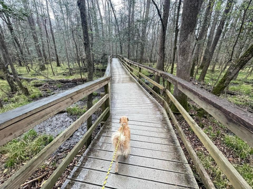 Dog walking across bringe in Congaree National Park