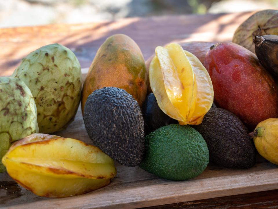 A collection of tropical fruit from a tropical fruit farm in Almeria, Spain.