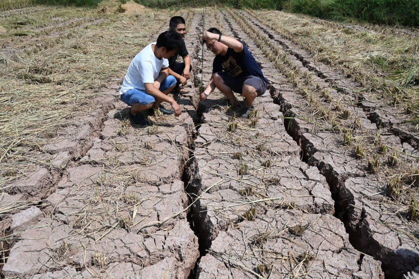 NEIJIANG, CHINA - AUGUST 26: Farmers inspect a field cracked due to drought on August 26, 2022 in Neijiang, Sichuan Province of China. (Photo by VCG/VCG via Getty Images)