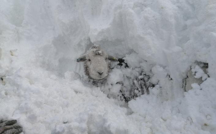 A husband and wife had to dig their sheep out of a 10ft snowdrift by hand after they became trapped during Storm Arwen. Farmers Kate and Nev Barker worked for hours to find their missing flock as huge drops of snow hit their farm close to the Peak District. - Triangle