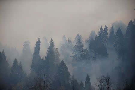 Smoke rises from trees burnt overnight by the King Fire in Fresh Pond northeast of Sacramento, California September 18, 2014. REUTERS/Stephen Lam