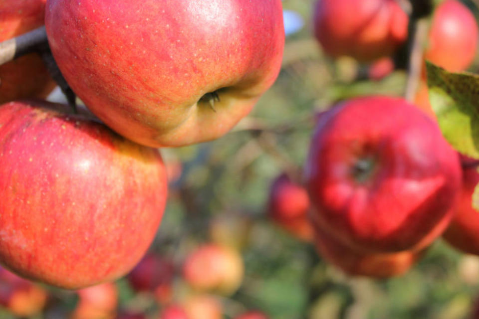 It's Apple Season …