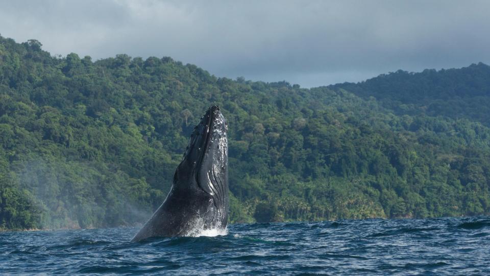 Humpback whale breaching, jumping in Choco, Colombia