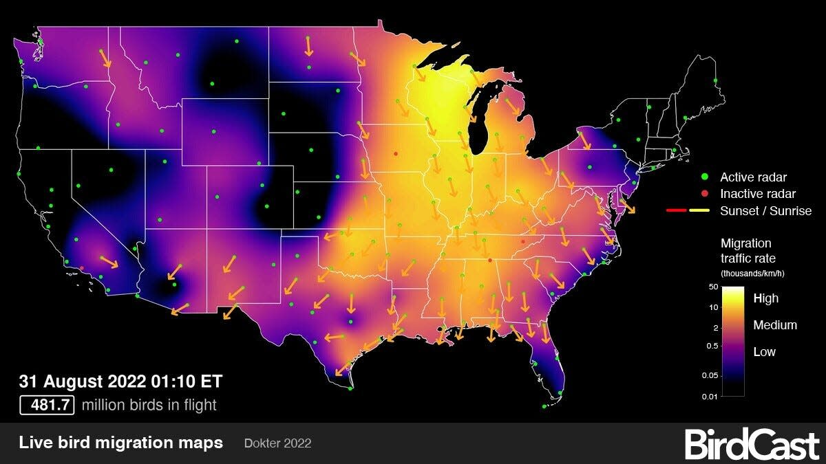 A BirdCast radar image captures a high number of birds migrating through Wisconsin early August 31, 2022.