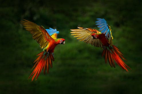 <span class="caption">Hybrid parrots in Costa Rica. </span> <span class="attribution"><a class="link " href="https://www.shutterstock.com/image-photo/hybrid-parrots-forest-macaw-parrot-flying-1373009459" rel="nofollow noopener" target="_blank" data-ylk="slk:Ondrej Prosicky/Shutterstock;elm:context_link;itc:0">Ondrej Prosicky/Shutterstock</a></span>